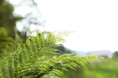 Photo of Fresh green fern leaf on blurred background. Tropical plant