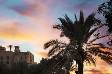 Beautiful palms and distant view of resort at sunset