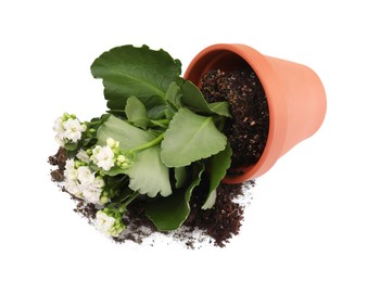 Overturned terracotta flower pot with soil and kalanchoe plant on white background