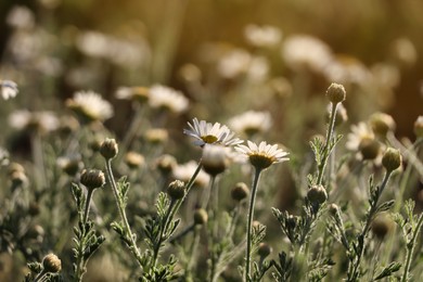 Beautiful chamomile flowers growing in spring meadow