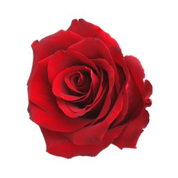 Photo of Beautiful fresh red rose isolated on white