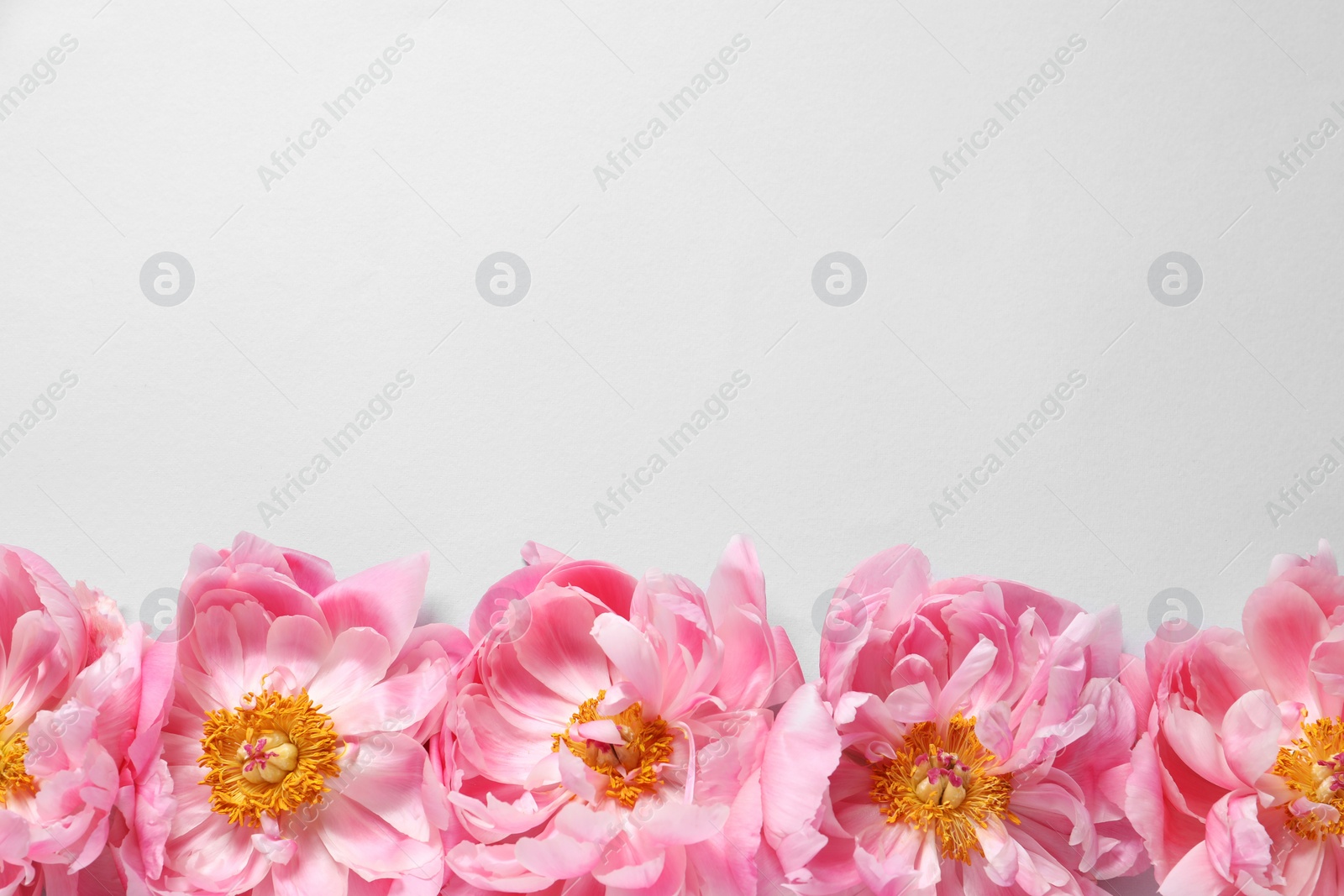 Photo of Beautiful pink peonies on white background, flat lay. Space for text