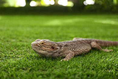 Photo of Bearded lizard (Pogona barbata) on green grass. Exotic pet