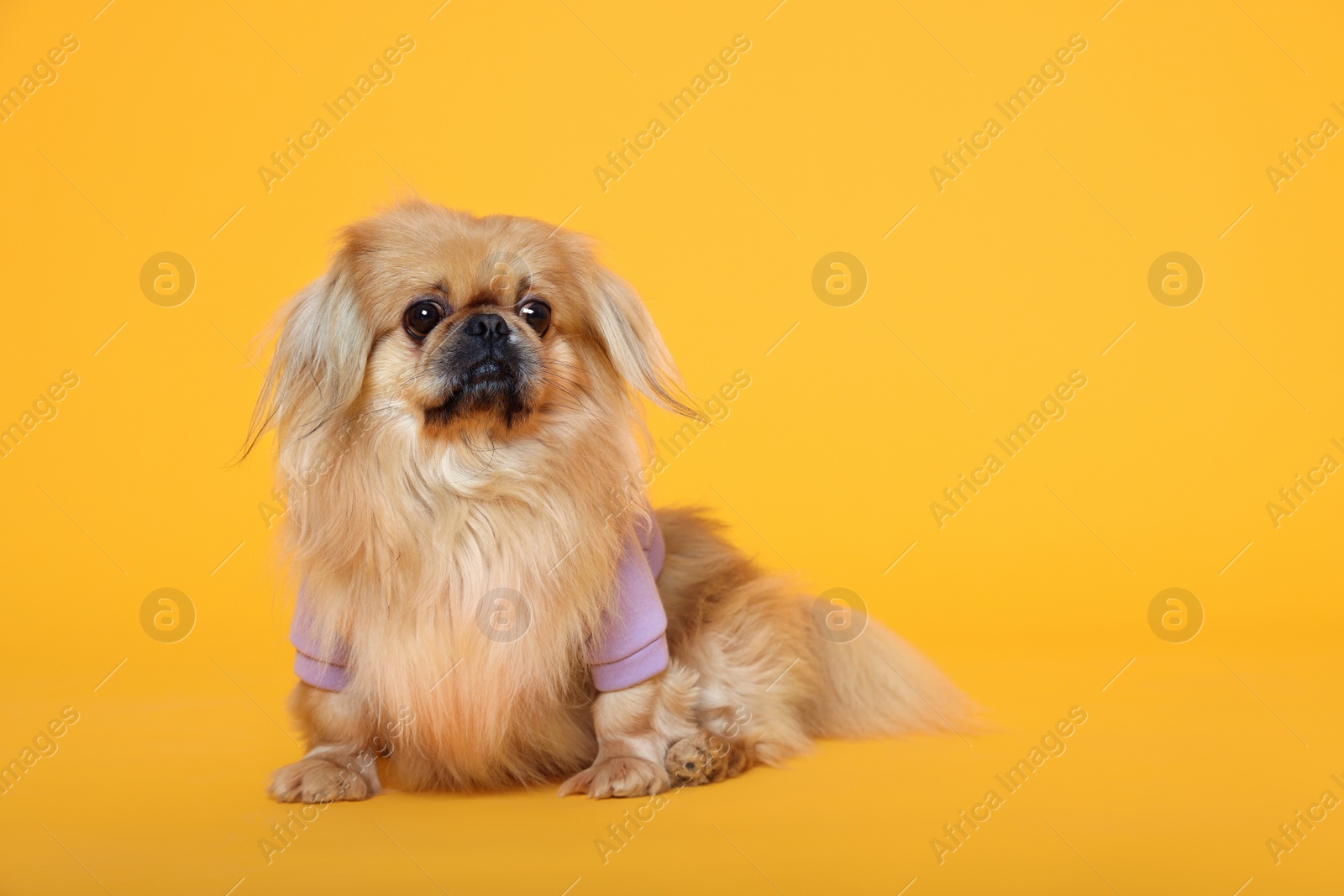 Photo of Cute Pekingese dog in pet clothes on yellow background. Space for text