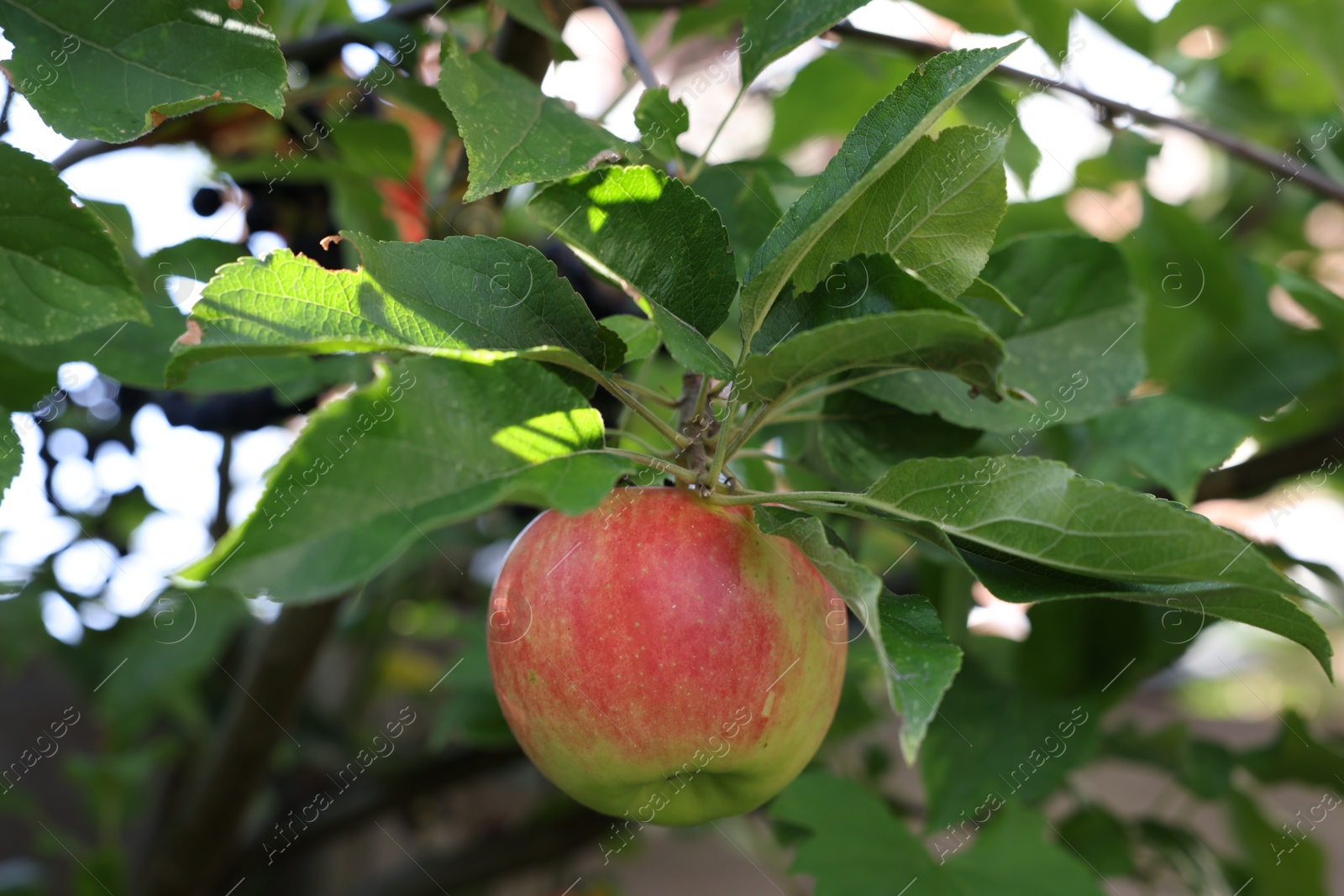 Photo of Ripe red apple on tree in garden