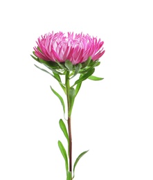 Beautiful bright aster flower on white background