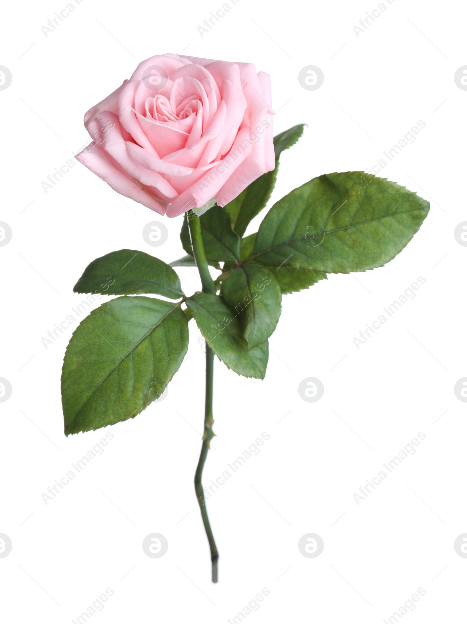 Photo of Blooming pink rose isolated on white. Beautiful flower