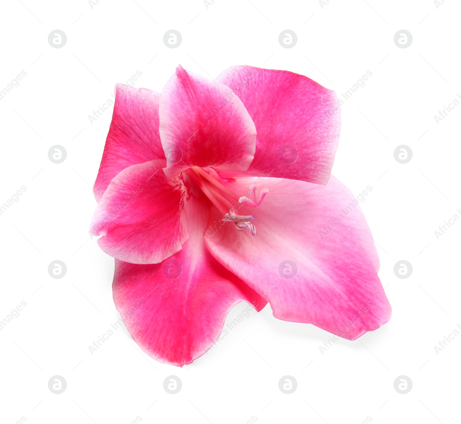 Photo of Beautiful gladiolus flower on white background