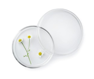 Photo of Petri dish with chamomile flowers isolated on white, top view