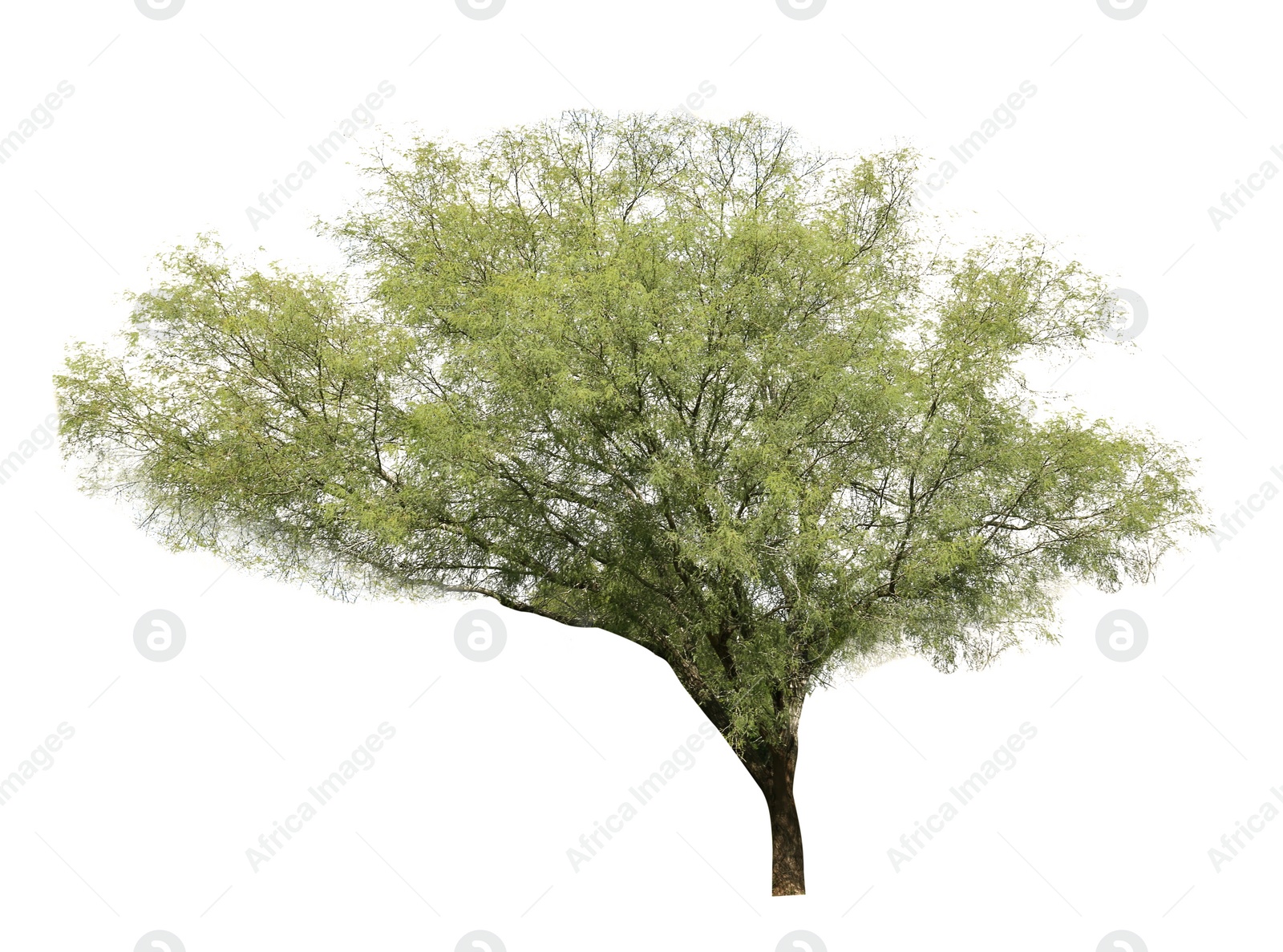 Image of Beautiful tree with green leaves isolated on white