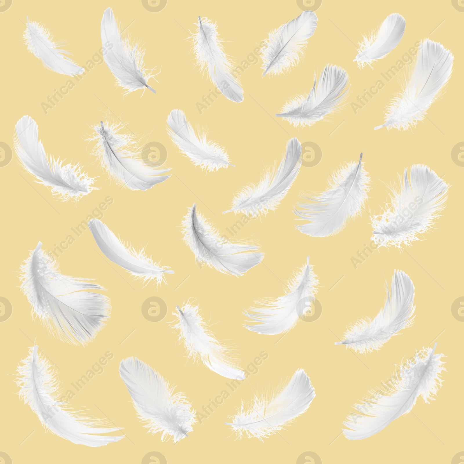 Image of Fluffy bird feathers on pale orange background