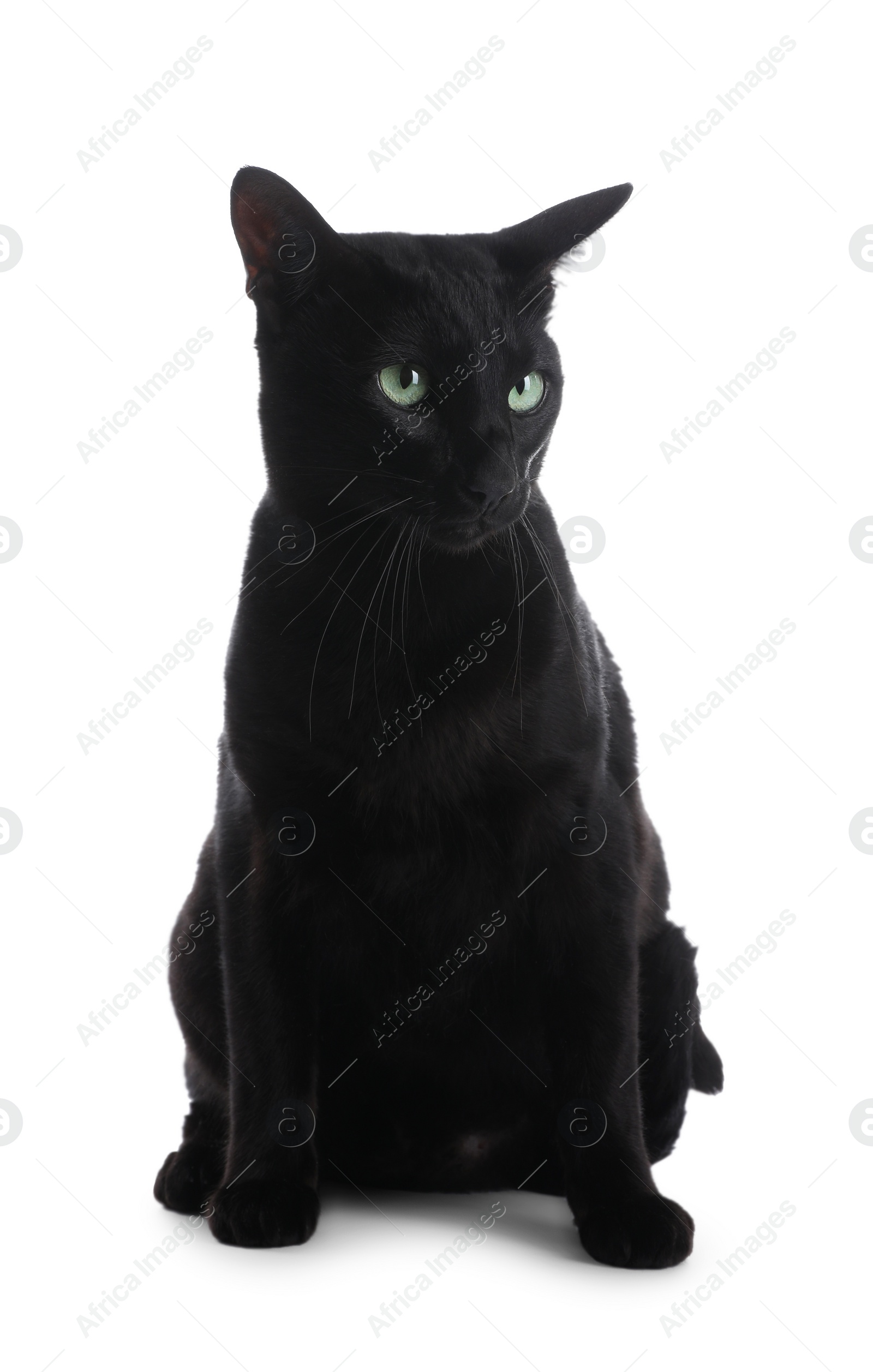 Photo of Adorable black cat with green eyes on white background. Lovely pet