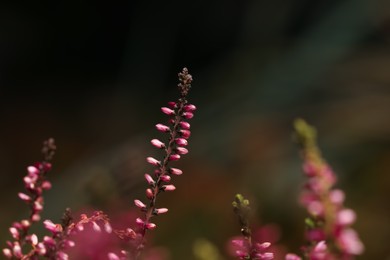 Heather shrub twigs with beautiful flowers on blurred background, closeup