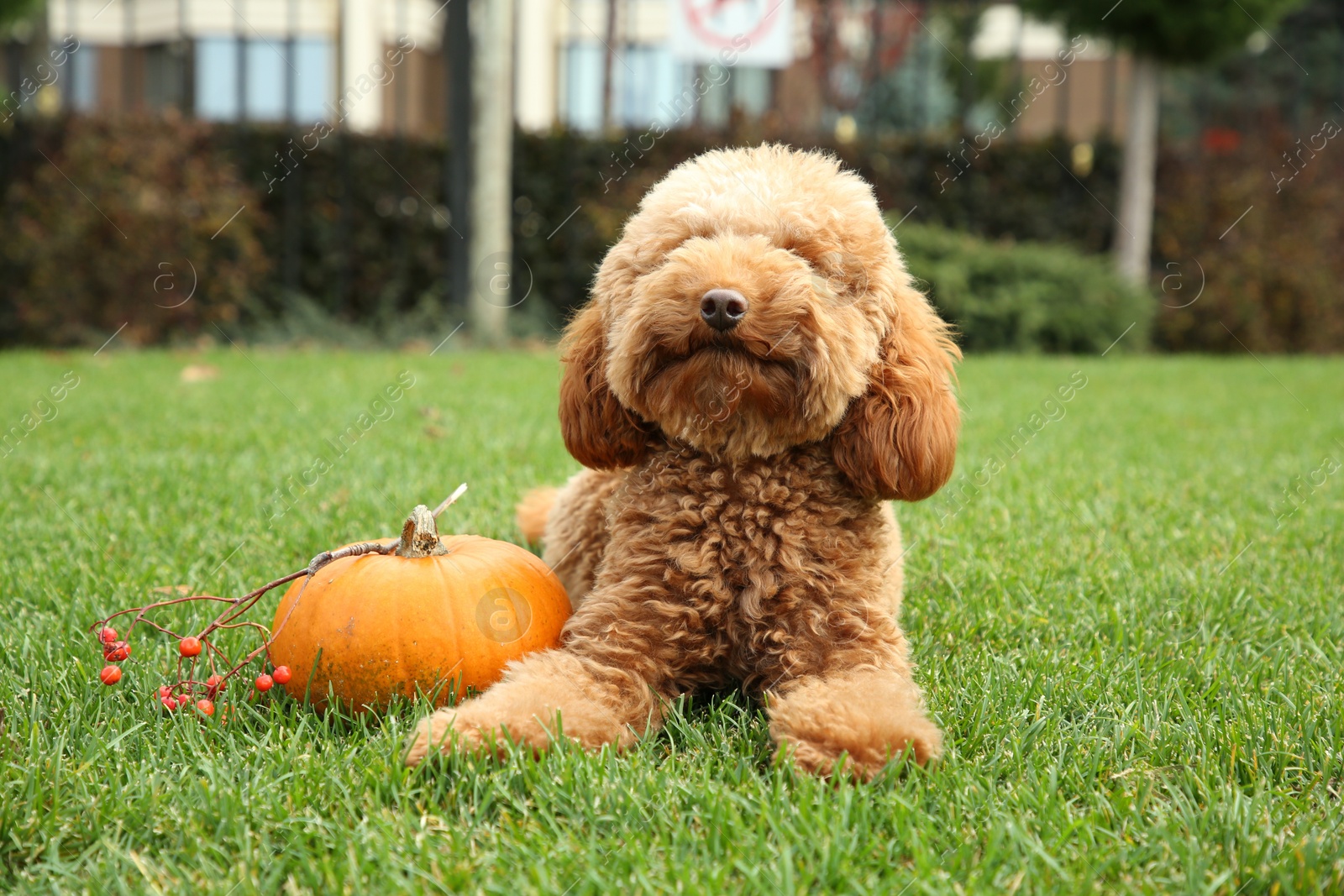 Photo of Cute fluffy dog, pumpkin and red berries on green grass in park