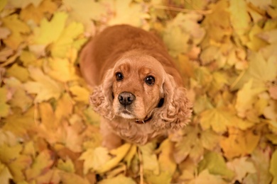 Photo of Cute Cocker Spaniel on colorful autumn leaves outdoors, top view