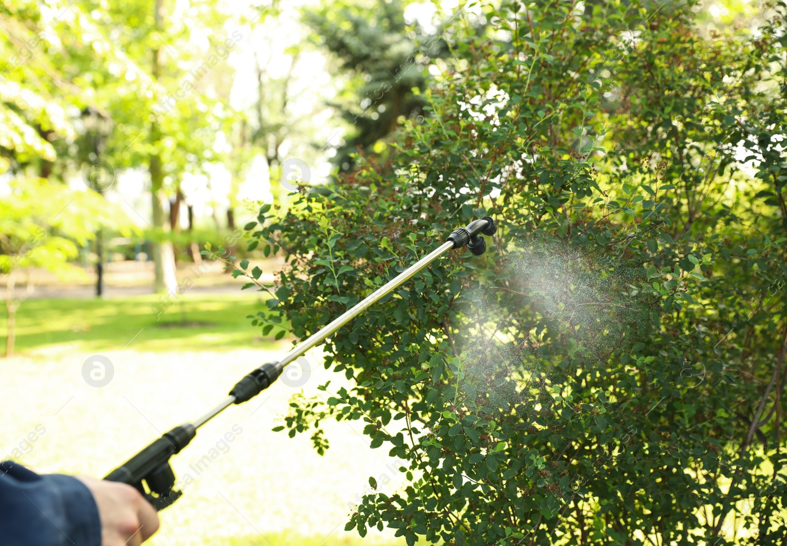 Photo of Worker spraying pesticide onto green bush outdoors, closeup. Pest control