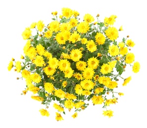 Bunch of beautiful chrysanthemum flowers on white background, top view