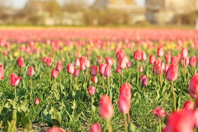 Photo of Field with fresh beautiful tulips. Blooming flowers