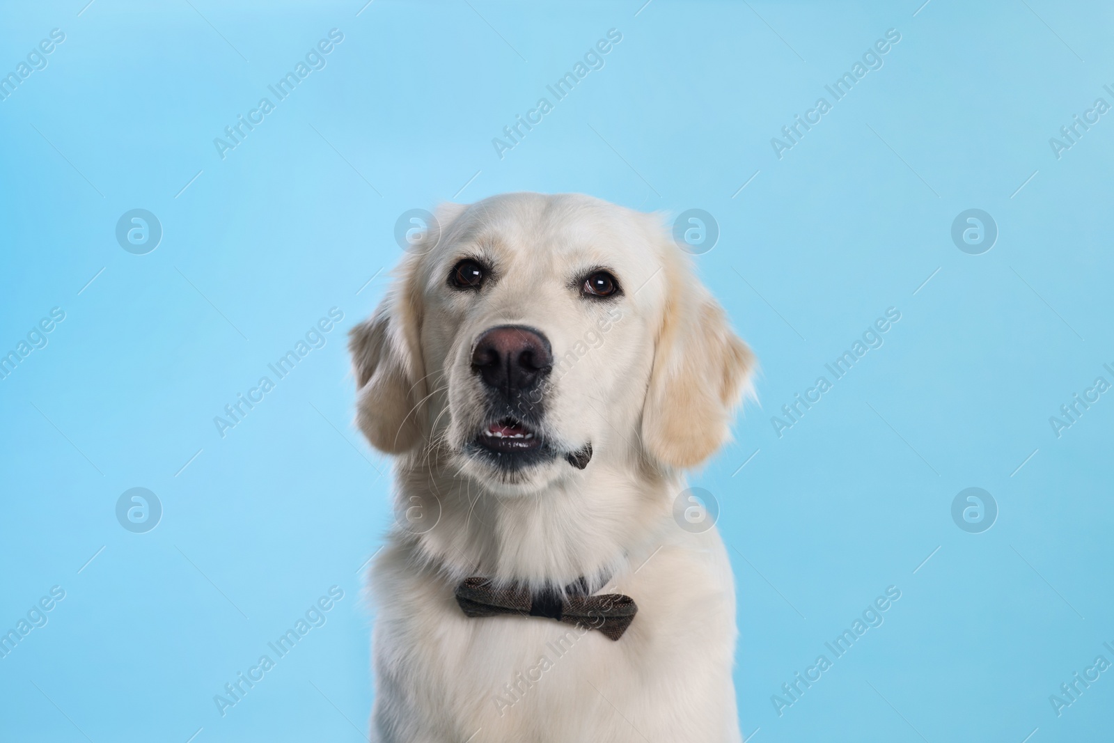 Photo of Cute Labrador Retriever with stylish bow tie on light blue background