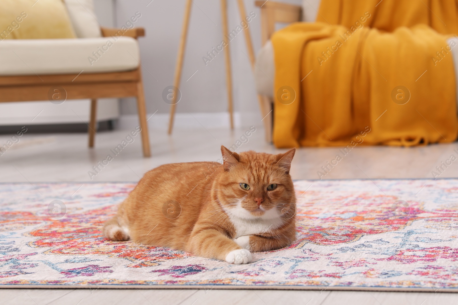 Photo of Cute ginger cat lying on carpet at home, space for text