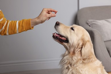 Woman giving pill to cute dog at home, closeup. Vitamins for animal