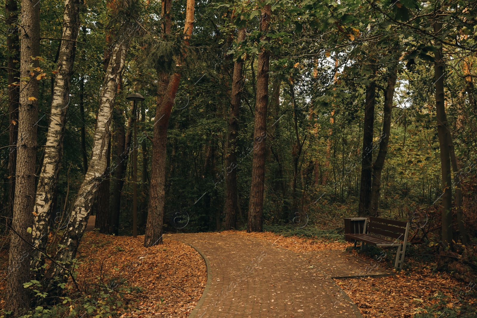 Photo of Many beautiful trees, bench and pathway in autumn park