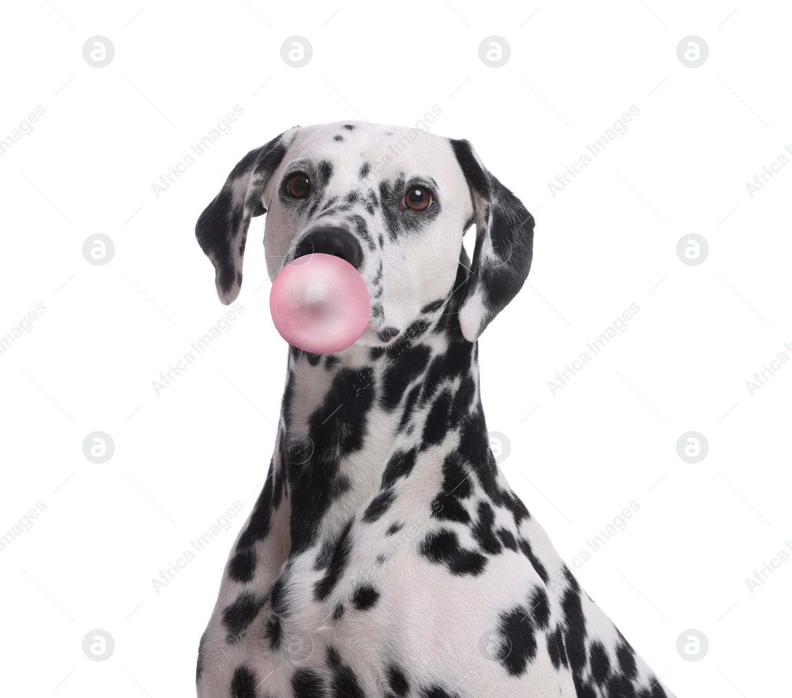 Image of Adorable Dalmatian dog blowing bubble gum on white background