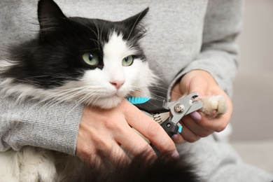 Photo of Woman cutting claws of cute cat with clipper on grey background, closeup