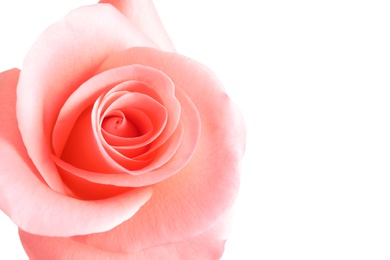 Photo of Beautiful rose flower on white background