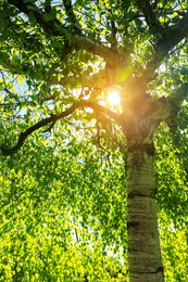 Photo of Beautiful tree with green leaves outdoors on sunny day
