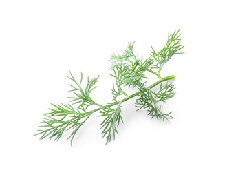 Photo of Sprig of fresh dill isolated on white