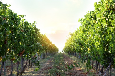 Photo of Beautiful view of vineyard on sunny day