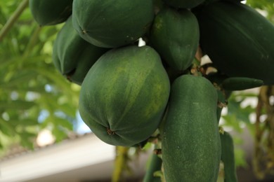 Photo of Unripe papaya fruits growing on tree outdoors, closeup