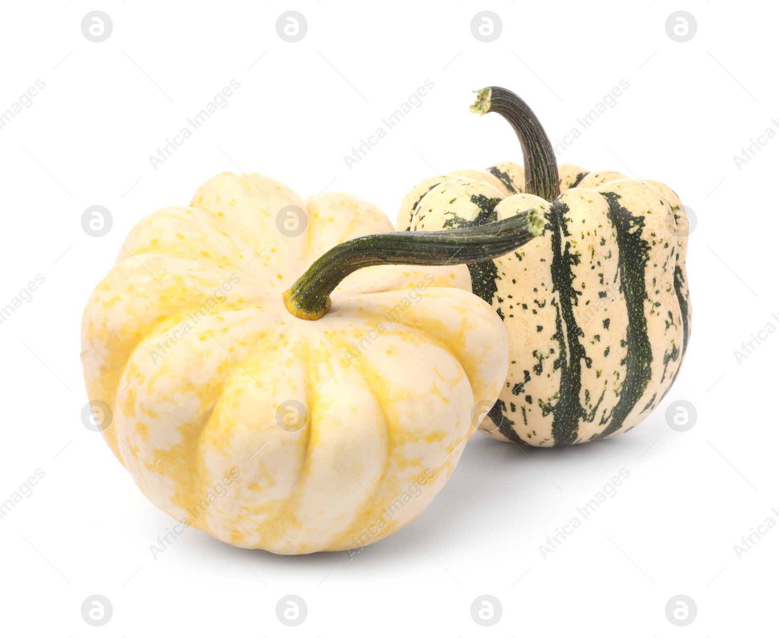 Two fresh raw pumpkins isolated on white Photo of Two fresh raw pumpkins isolated on white