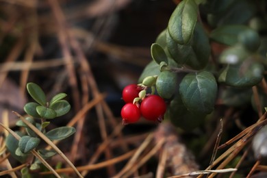 Photo of Tasty ripe lingonberries growing on sprig outdoors, space for text