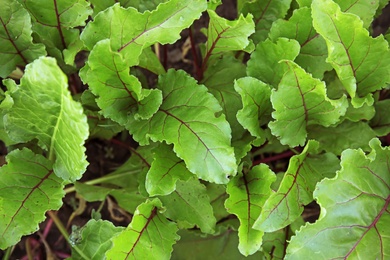 Photo of Green beet plant growing in vegetable garden