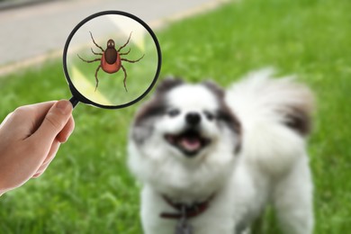 Image of Cute dog outdoors and woman showing tick with magnifying glass, selective focus. Illustration