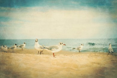 Image of Beautiful seagulls on sandy beach near sea. Retro style filter