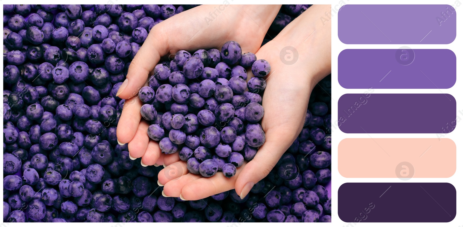 Image of Color palette appropriate to photo of woman holding fresh blueberries, top view