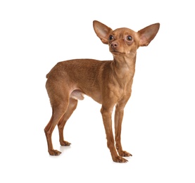 Photo of Cute toy terrier isolated on white. Domestic dog
