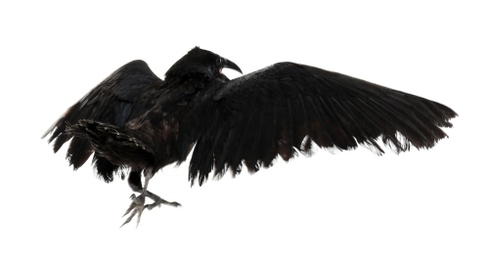 Photo of Beautiful black common raven on white background