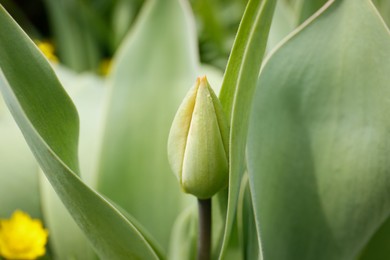 Photo of Beautiful unopened tulip bud outdoors on spring day, closeup