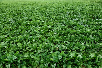 Photo of Beautiful view of beet plants with green leaves growing in field