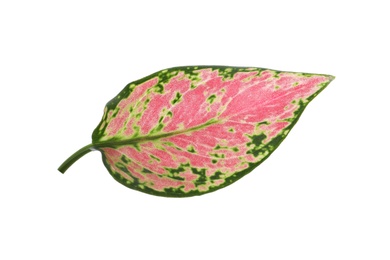 Photo of Aglaonema leaf isolated on white. Beautiful tropical plant