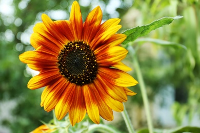 Photo of Beautiful sunflower blooming on summer day, closeup