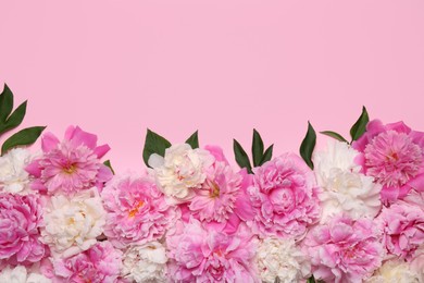 Photo of Beautiful peony flowers and green leaves on pink background, flat lay. Space for text