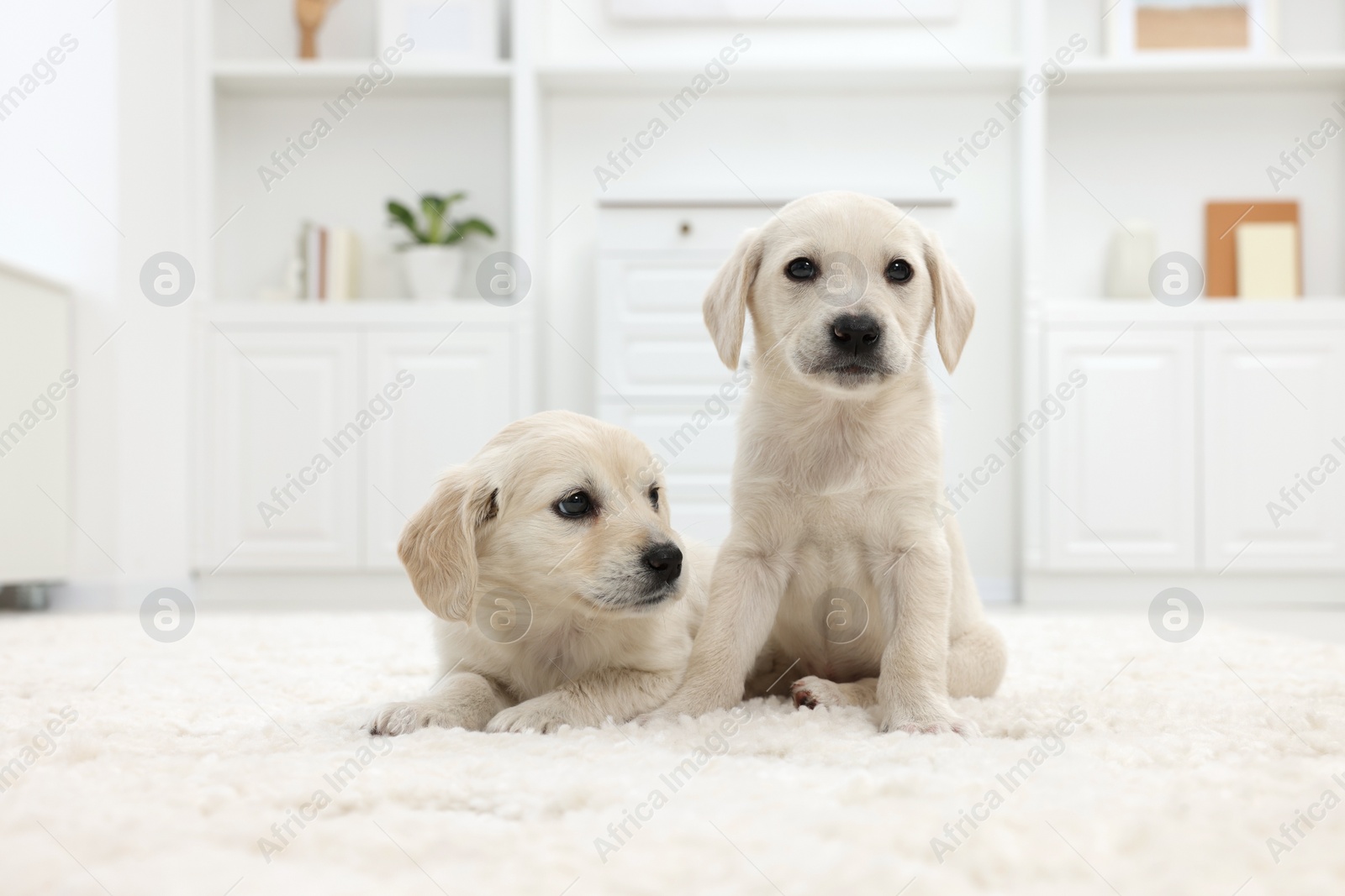 Photo of Cute little puppies on white carpet at home