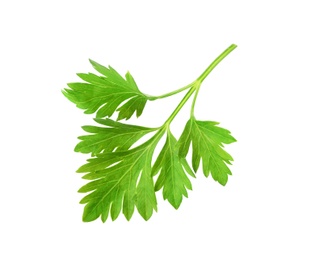 Photo of Aromatic fresh green parsley on white background