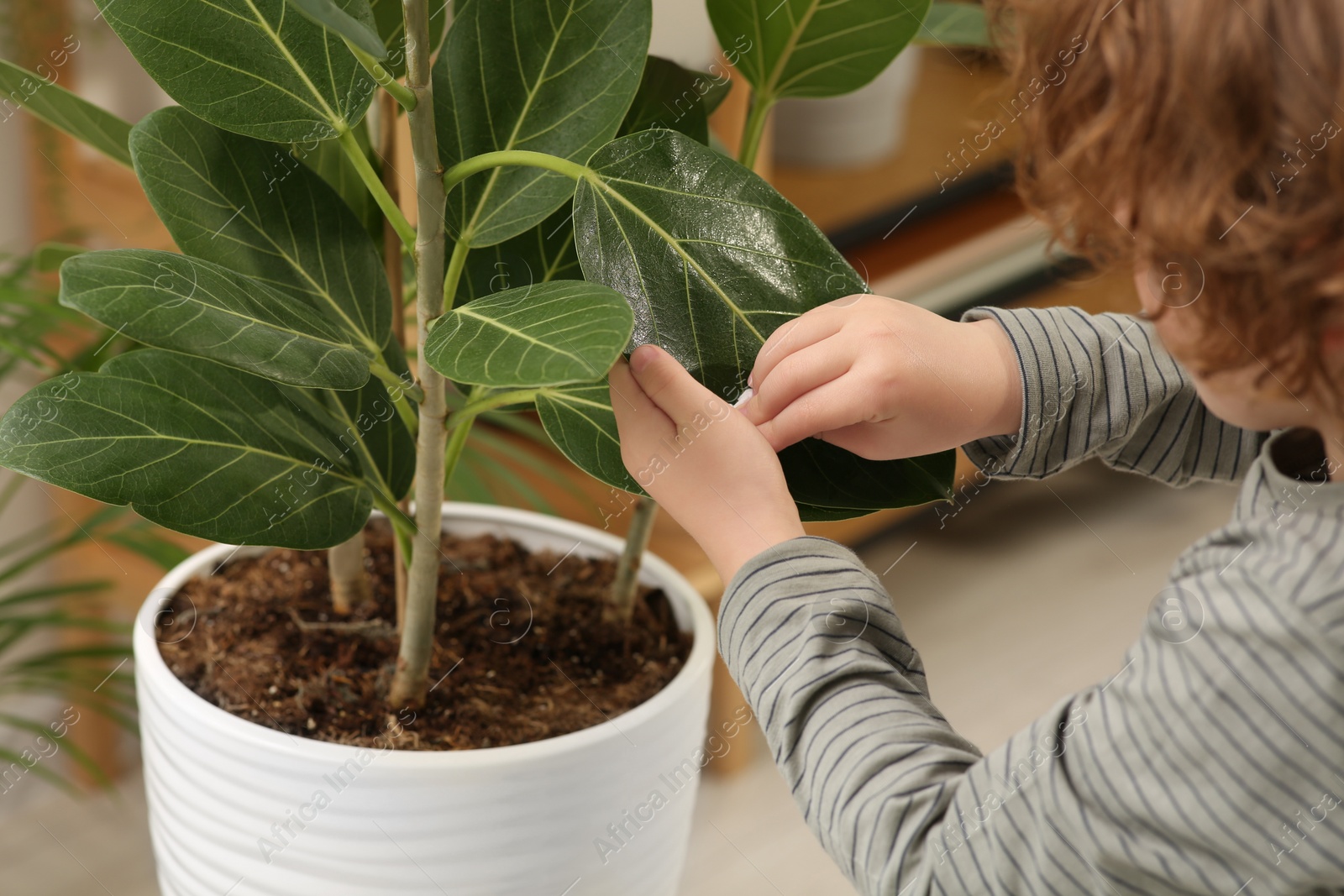 Photo of Little boy wiping houseplant's leaves with cotton pad at home, closeup