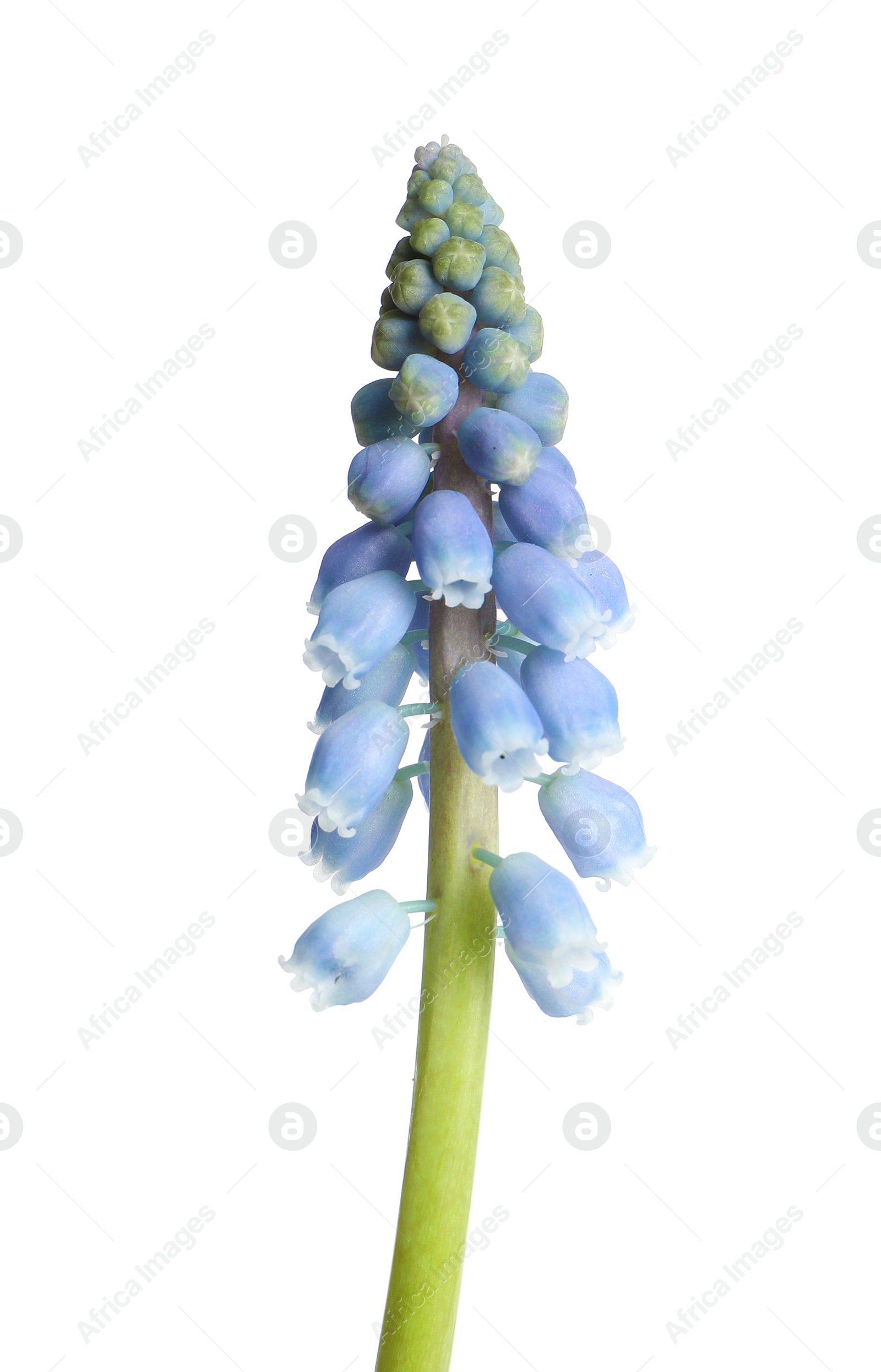 Photo of Beautiful spring muscari flower on white background